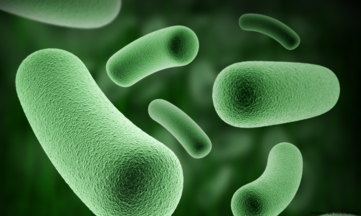 Hallan bacteria amazónica con propiedades similares a las de la quimioterapia