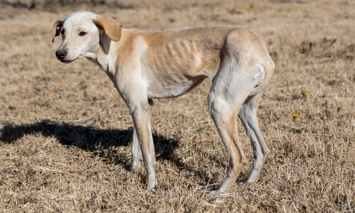 Calculan que en Hermosillo hay 400 mil animales callejeros