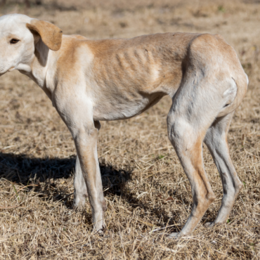 Calculan que en Hermosillo hay 400 mil animales callejeros
