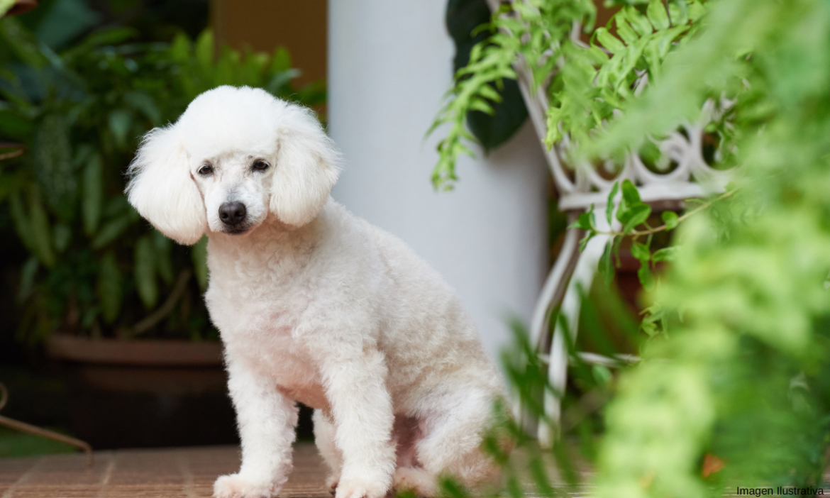 Lo detienen por ahorcar y matar a una perrita sin motivo aparente