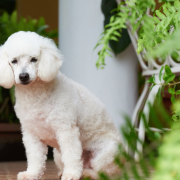 Lo detienen por ahorcar y matar a una perrita sin motivo aparente