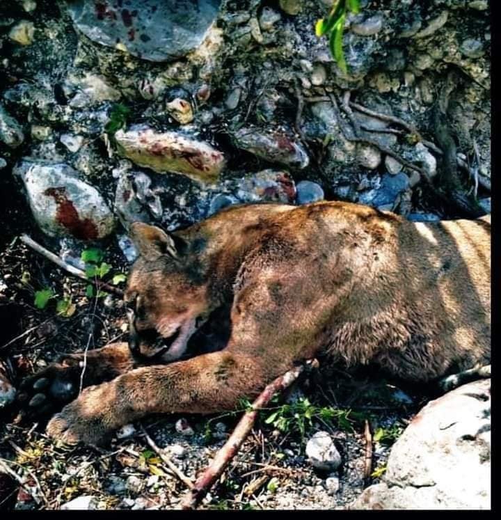 El campesino resultó herido de gravedad tras enfrentamiento con Puma. Foto: X