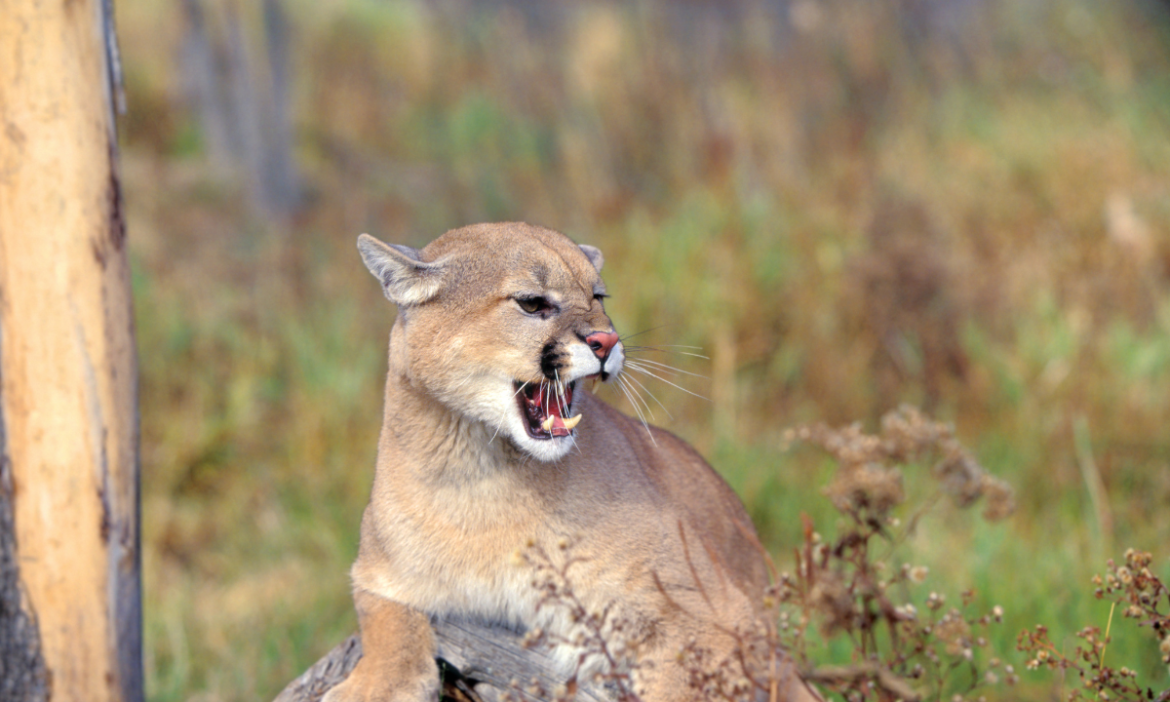 Hombre lucha cuerpo a cuerpo contra un puma y lo mata