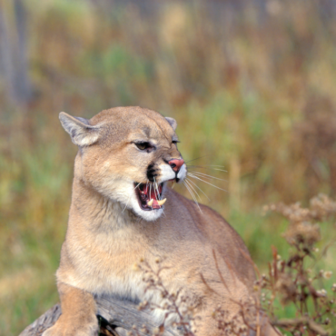 Hombre lucha cuerpo a cuerpo contra un puma y lo mata