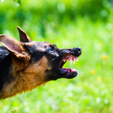 Los primeros síntomas de la rabia