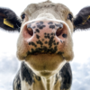 Logran producir insulina “humana” en una vaca modificada genéticamente