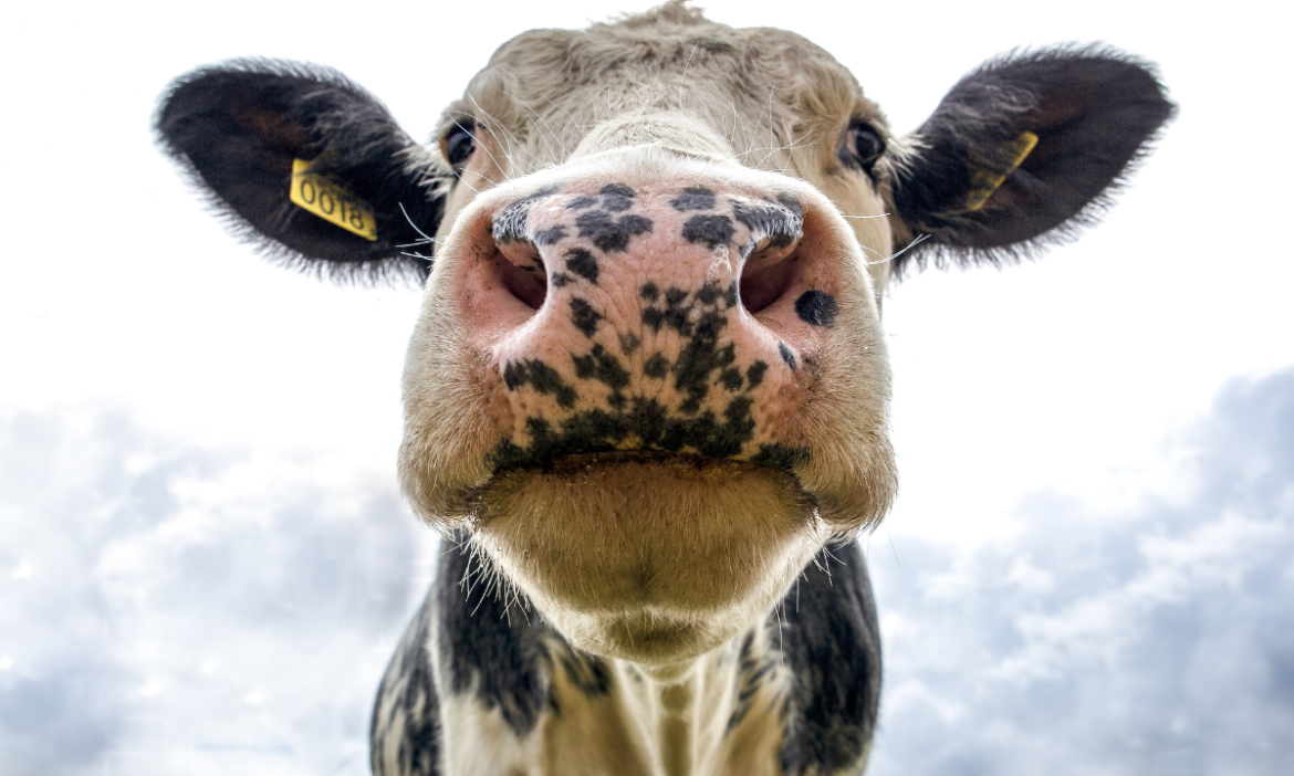 Logran producir insulina "humana" en una vaca modificada genéticamente