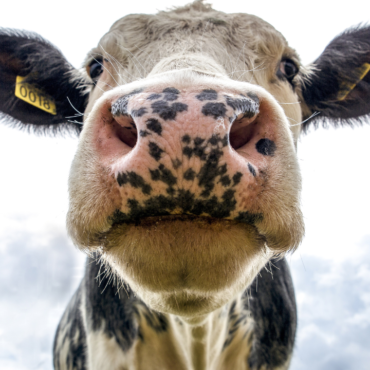 Logran producir insulina "humana" en una vaca modificada genéticamente