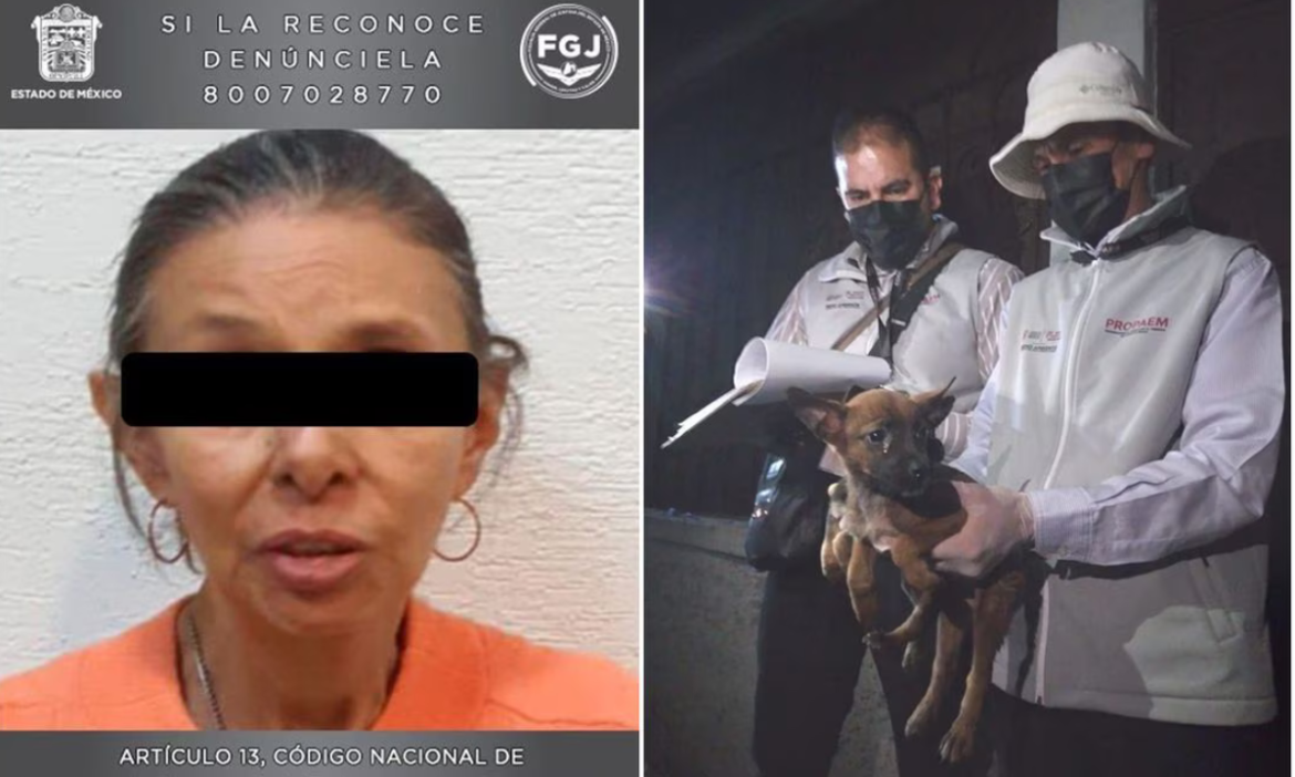Mujer es detenida por maltrato animal, tenía 27 perros en condiciones de hacinamiento y desnutrición
