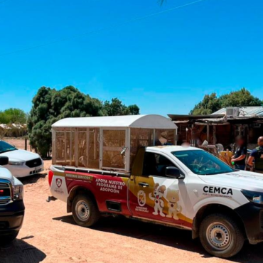 Investigan a menor de 13 años por presunto maltrato animal