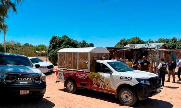 Investigan a menor de 13 años por presunto maltrato animal