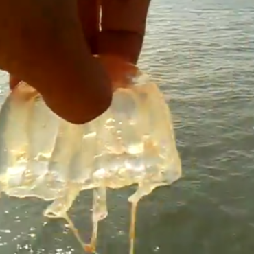 Aumentan picaduras de agua mala en Semana Santa en Hermosillo