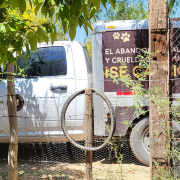 Hallan animales lesionados y sin vida en rancho de colonia La Manga en Hermosillo