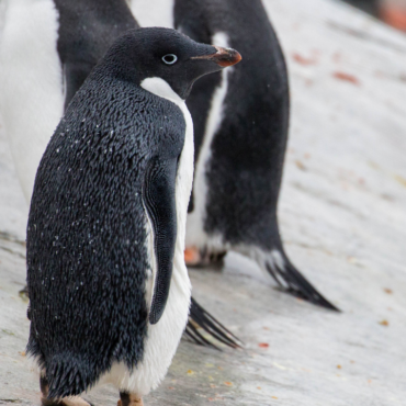 Científicos descubren “un brote masivo” de gripe aviar letal en la Antártida