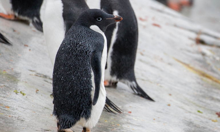 Científicos descubren “un brote masivo” de gripe aviar letal en la Antártida