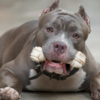 Muere bebé de 15 meses tras ser atacado por dos pitbulls en Italia; madre también sufrió heridas