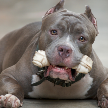 Muere bebé de 15 meses tras ser atacado por dos pitbulls en Italia; madre también sufrió heridas