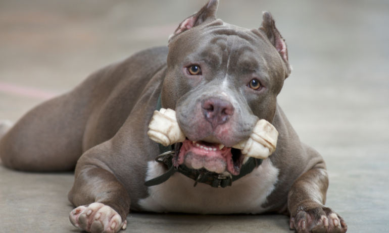 Muere bebé de 15 meses tras ser atacado por dos pitbulls en Italia; madre también sufrió heridas