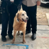 Muere Bubu, exbinomio K-9 de la Policía Municipal, a un año de su jubilación