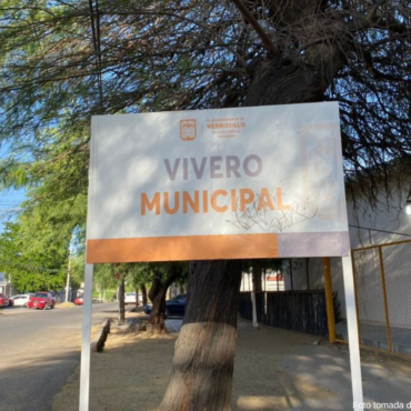 Hermosillo: realizarán donación masiva de árboles nativos este viernes 07 de junio