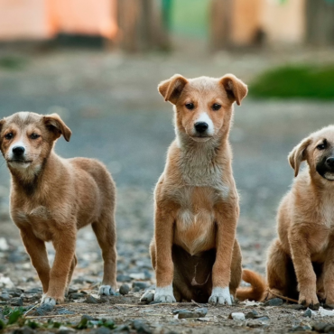 México, primer lugar en América Latina con perros y gatos en situación de calle