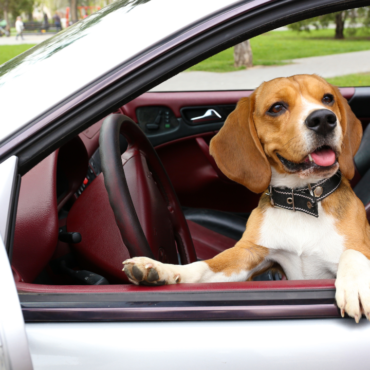 Hermosillo: advierte tránsito que esta prohibido llevar mascotas en el asiento delantero