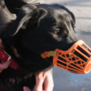 Buscan ampliar el uso de bozal en perros fuertes