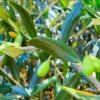 Sonora ocupa el primer lugar en México en producción de aceituna: Sagarhpa